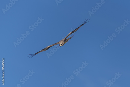 Eagle flying 