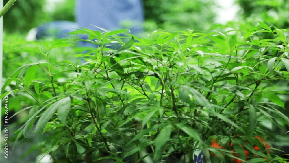 Marijuana plants grown in greenhouse, close up Marijuana plants grown in greenhouse, close up