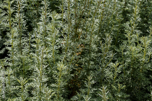 Artemisia - mugwort, wormwood, and sagebrush belonging to the daisy family Asteraceae