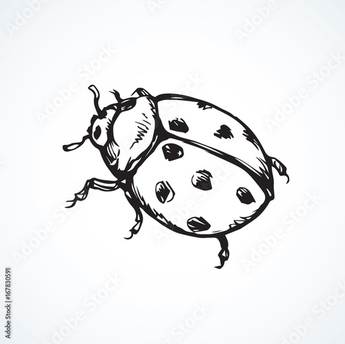 Ladybug. Vector drawing