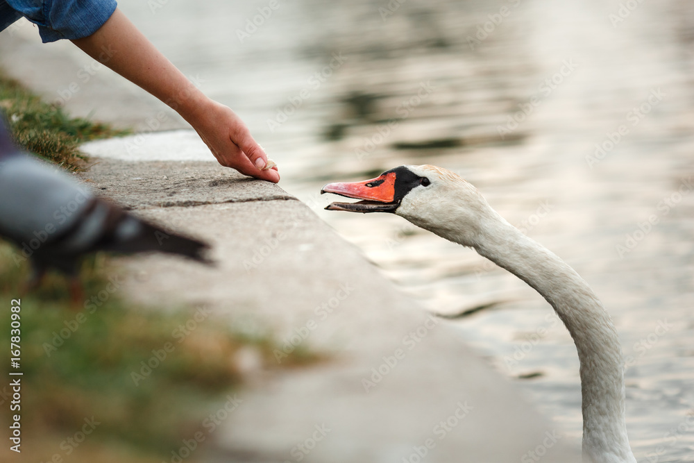 Fototapeta premium Man feeding swans in the pond