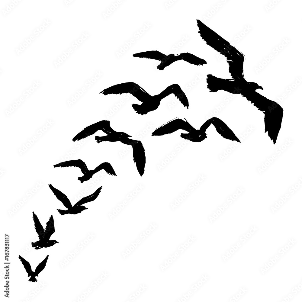 Seagulls - Silhouette of Flying Birds Seagulls - Silhouette of Flying Birds