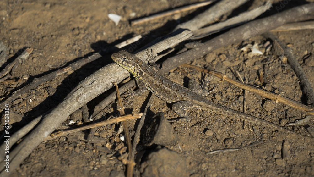 Lizard on a Dirt Trail Lizard on a Dirt Trail