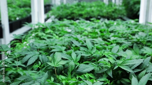 Close up, marijuana plants being brown in greenhouse