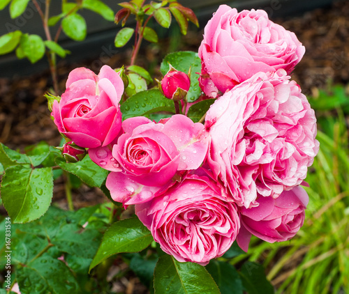 Beautiful pink fresh roses with drops in garden
