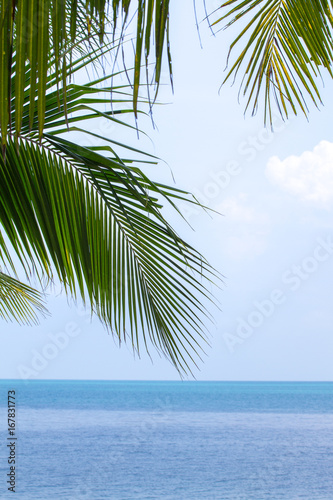 Branches of palm and sea © Георгий Лыкин