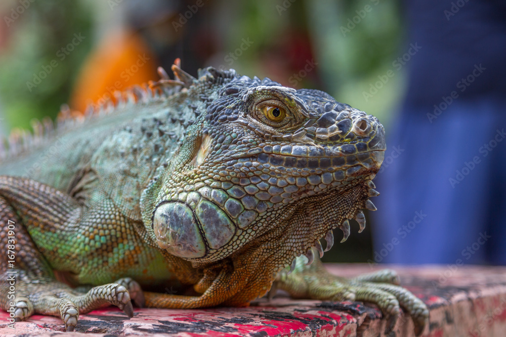 Close up portrait of Green iguana. Beauty in nature Close up portrait of Green iguana. Beauty in nature
