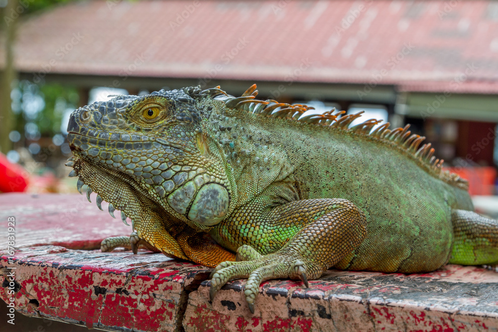 Fototapeta premium Close up portrait of Green iguana. Beauty in nature
