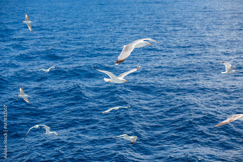 Seagulls flying near ferry boat Seagulls flying near ferry boat