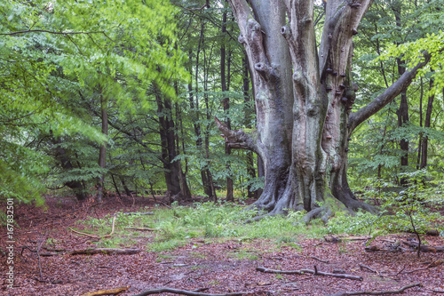 Drillingsbuche im Urwald Sababurg