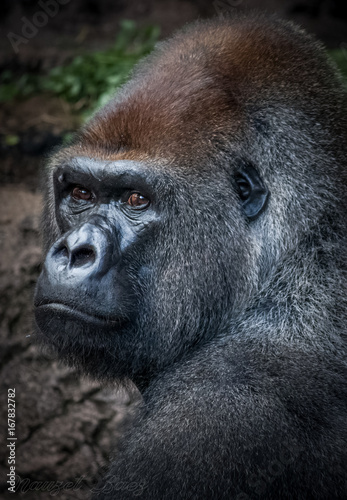 Silverback Gorilla portrait in Loro Park, Tenerife, Canary Islands, Spain. © Nauzet Báez