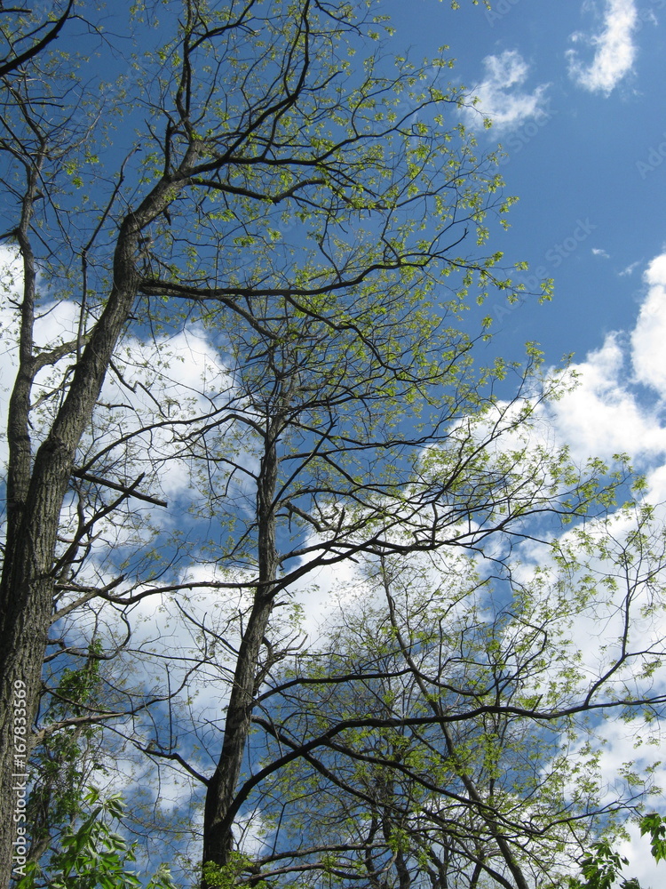 Obraz premium Tall Trees