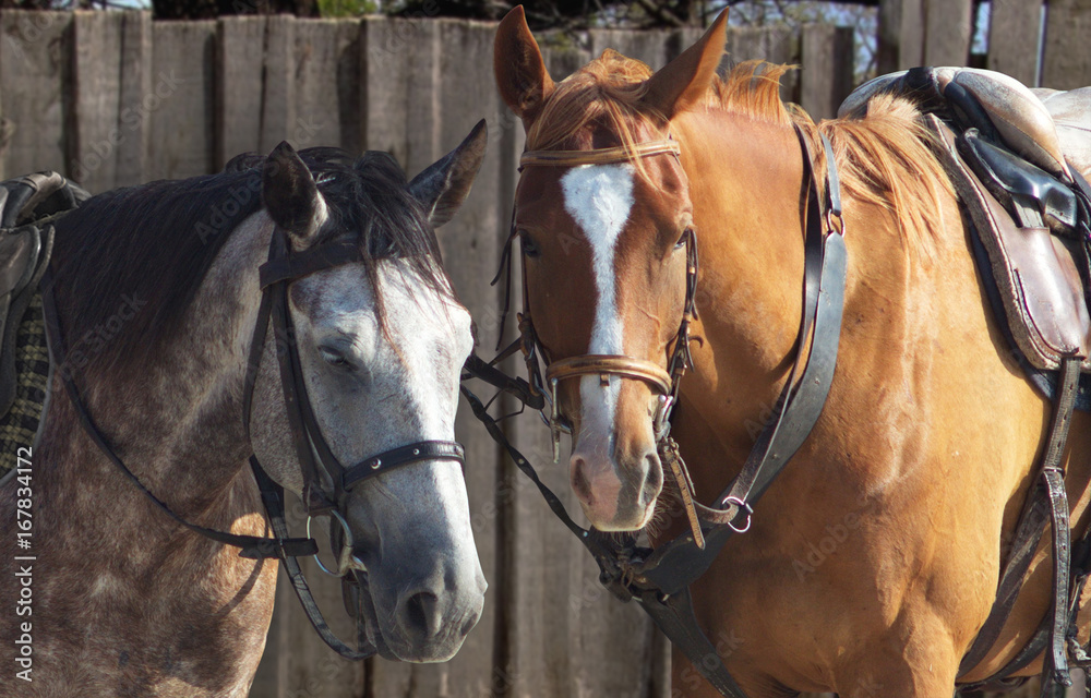 Gray and brown horses closeup photo