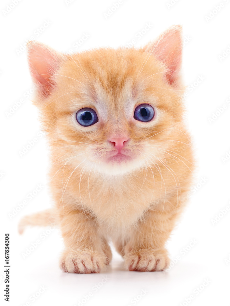 Obraz premium Kitten on white background.
