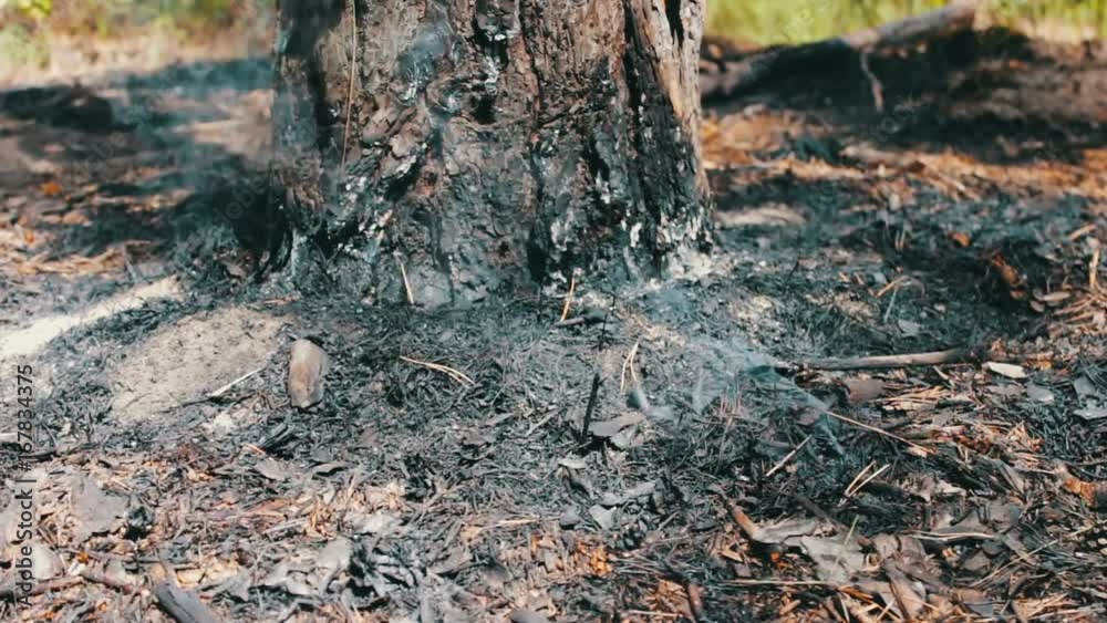 Fire in the forest. Smoking fire under a pine tree. The problem of fires in the forest Fire in the forest. Smoking fire under a pine tree. The problem of fires in the forest