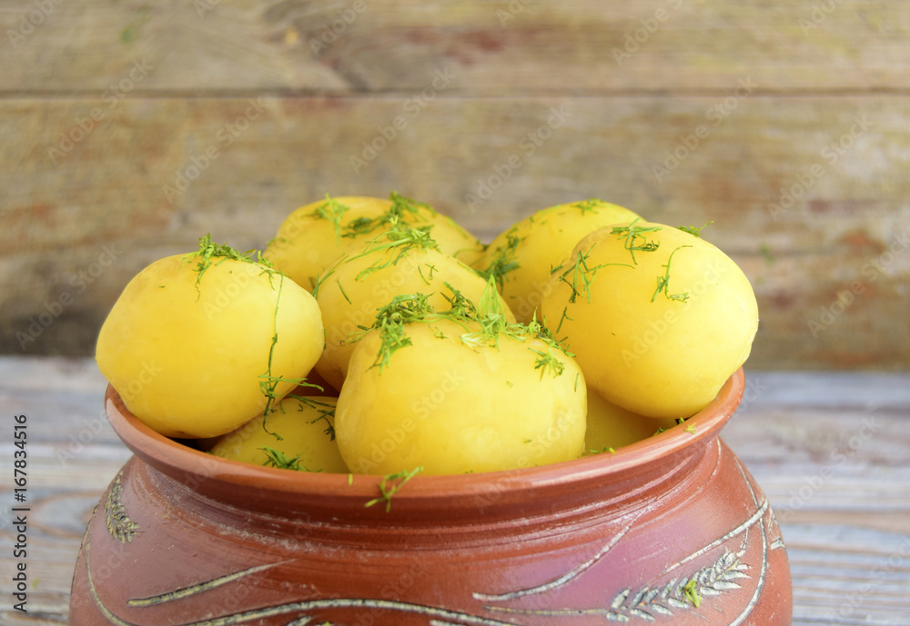 Boiled potatoes are in a pot. Potatoes are traditional food