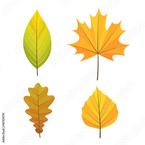 Set of of yellow, orange and green autumn leaves.