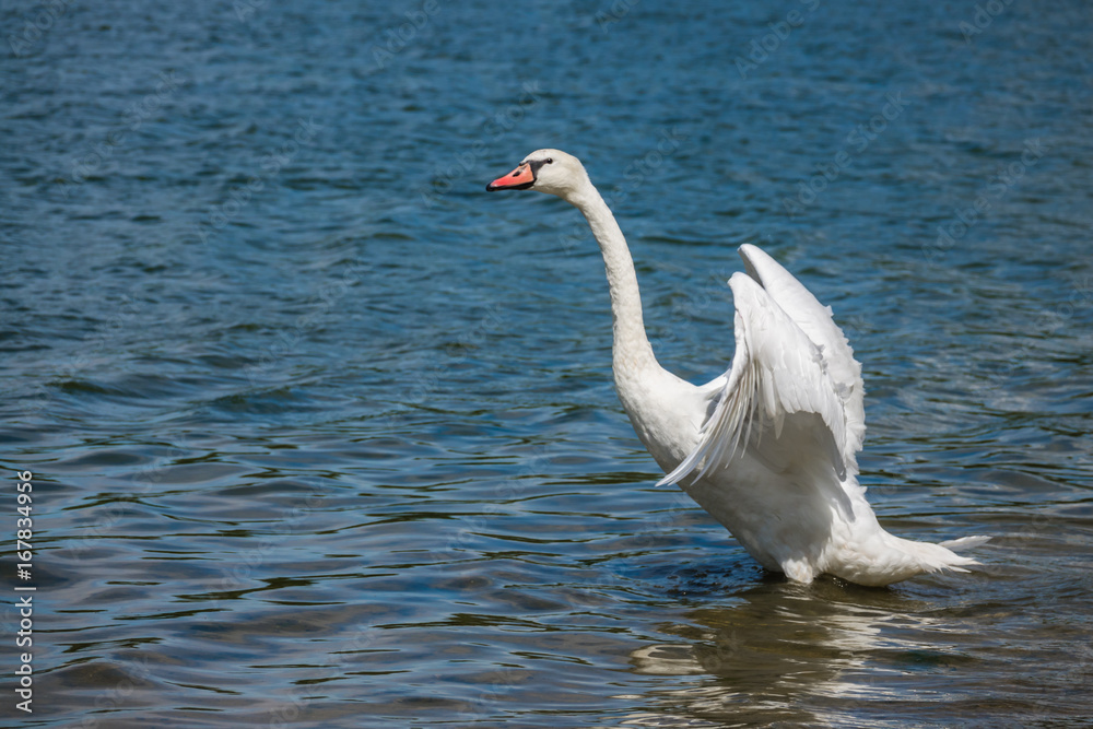 Obraz premium Swan preparing to fly away