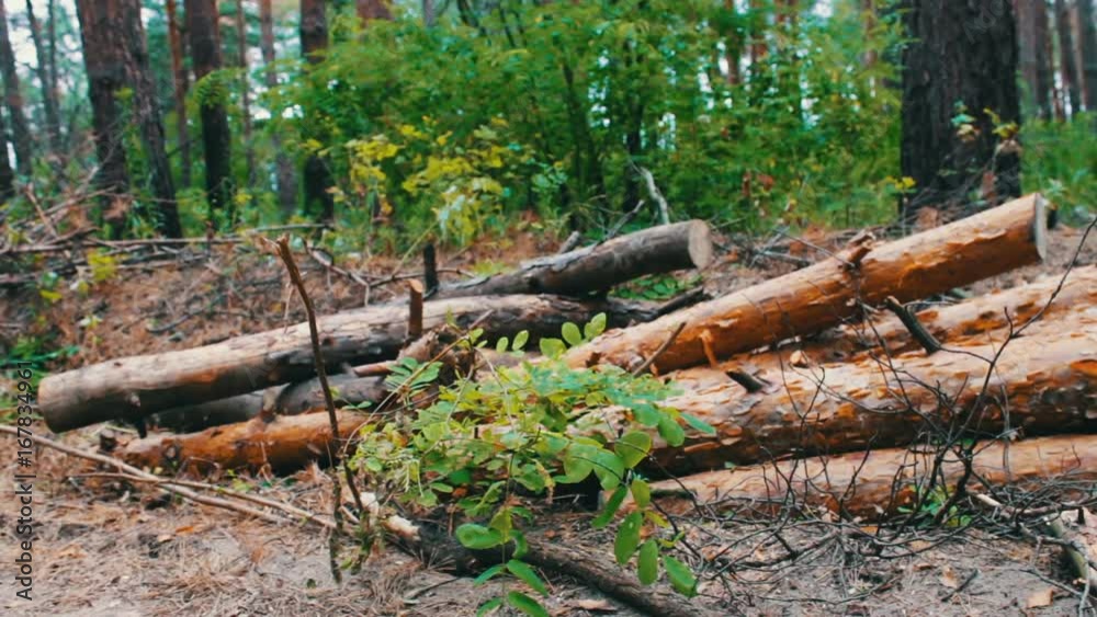 Large logs felled in the forest on the ground. The problem of deforestation.Felled tree trunks in the forest Large logs felled in the forest on the ground. The problem of deforestation.Felled tree trunks in the forest
