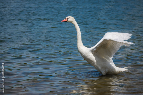 Swan preparing to fly away