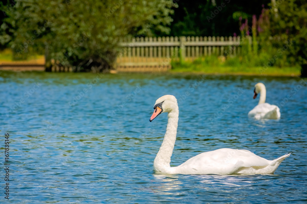 Couple of white swans swimming in the lake Couple of white swans swimming in the lake