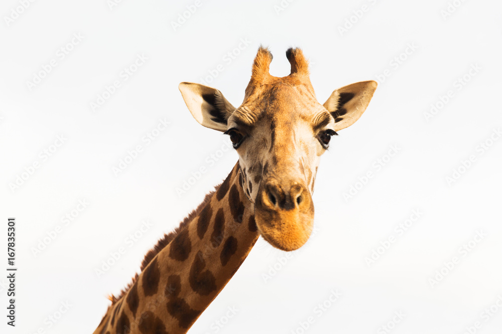 Naklejka premium giraffe in africa