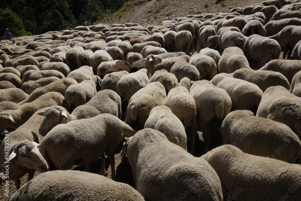 Fototapeta premium Flock of sheep at the watering place