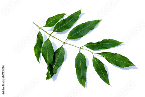 Eschenblatt Eschen blatt blätter isoliert freigestellt auf weißen Hintergrund, Freisteller