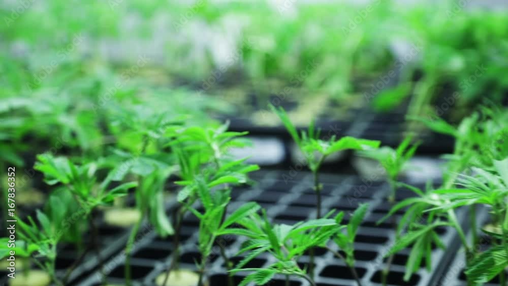 Tiny marijuana plants in greenhouse, close up Tiny marijuana plants in greenhouse, close up