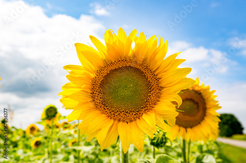 sunflwers on fields in sunny day