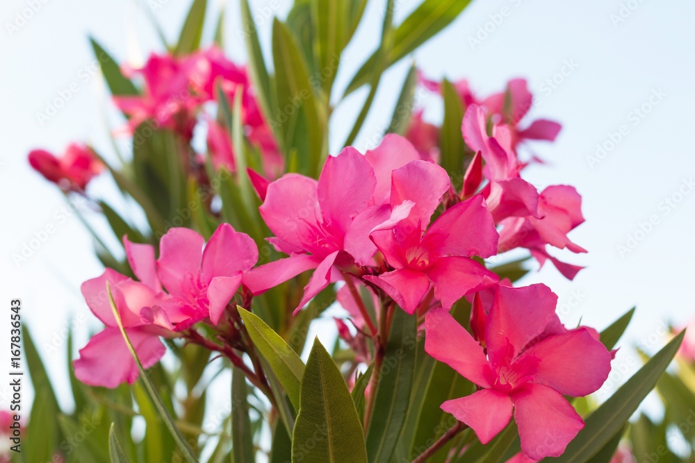 Fototapeta premium Flores azaleas de color rosa con fondo de cielo 