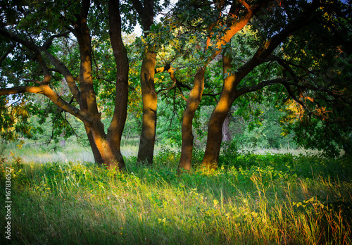 oak trees on green meadow photo