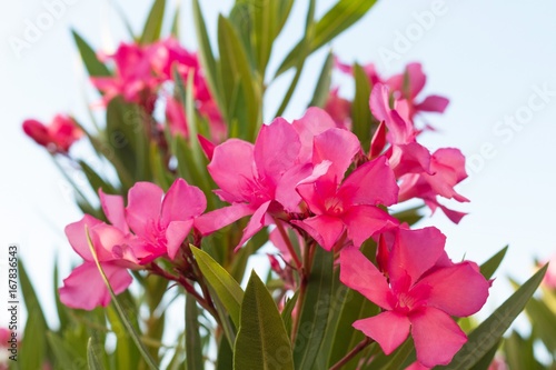 Flores azaleas de color rosa con fondo de cielo 
