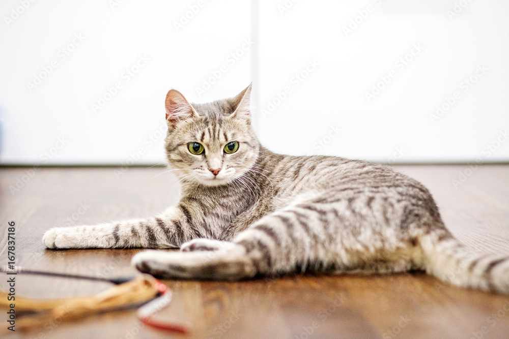 Beautiful domestic cat is lying on the floor. The concept of pets.