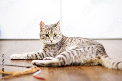 Beautiful domestic cat is lying on the floor. The concept of pets.