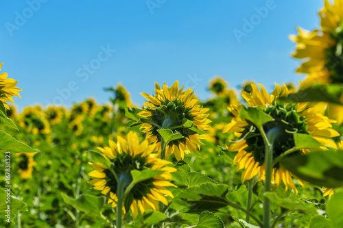 Yellow field of sunflowers