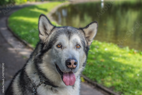 Alaskan Malamute looking alert and ready to go