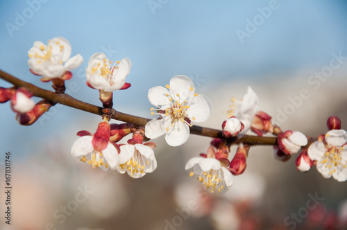 Tender apricot branch with white blossom on blue sky bokeh background