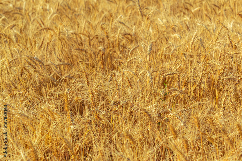 golden wheat field and sunny day golden wheat field and sunny day