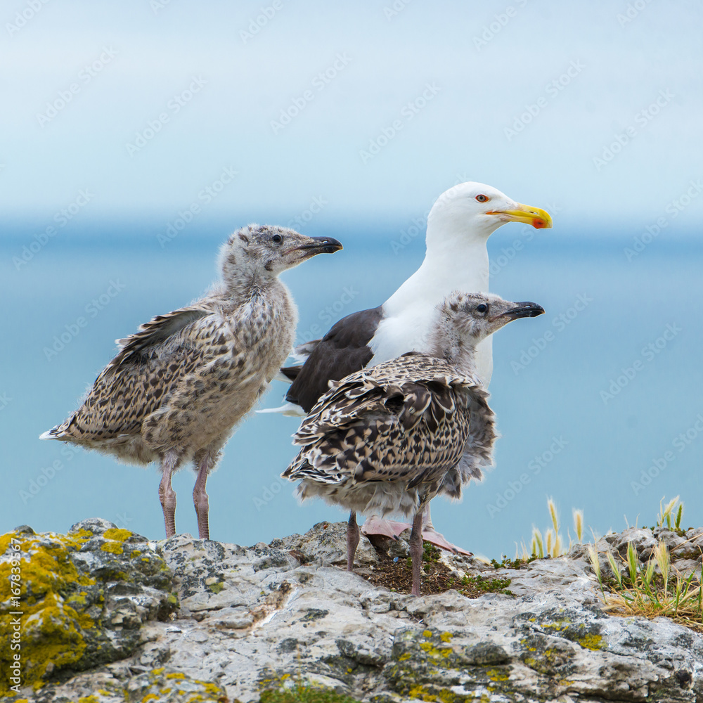 Obraz premium Seagull feeding its youngs, babies on the cliffs, chicks 