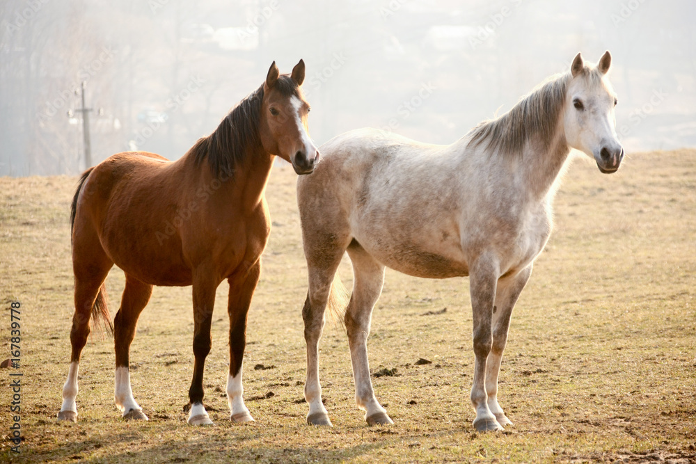 Horses