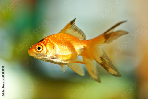 Goldfish © VJ