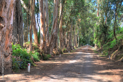 Dirt road with trees alongside it in the Ecuadorian Andes mountains, Pichincha Province, Ecuador.