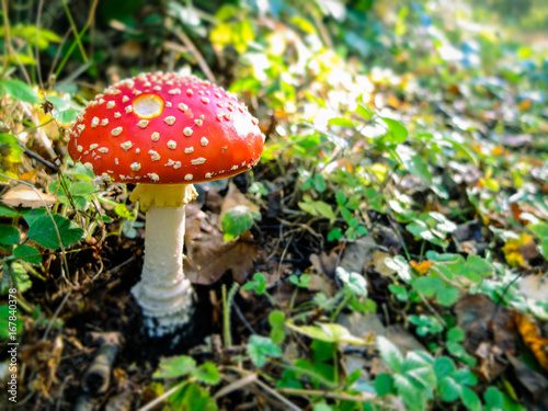 Fairy mushroom in the forest