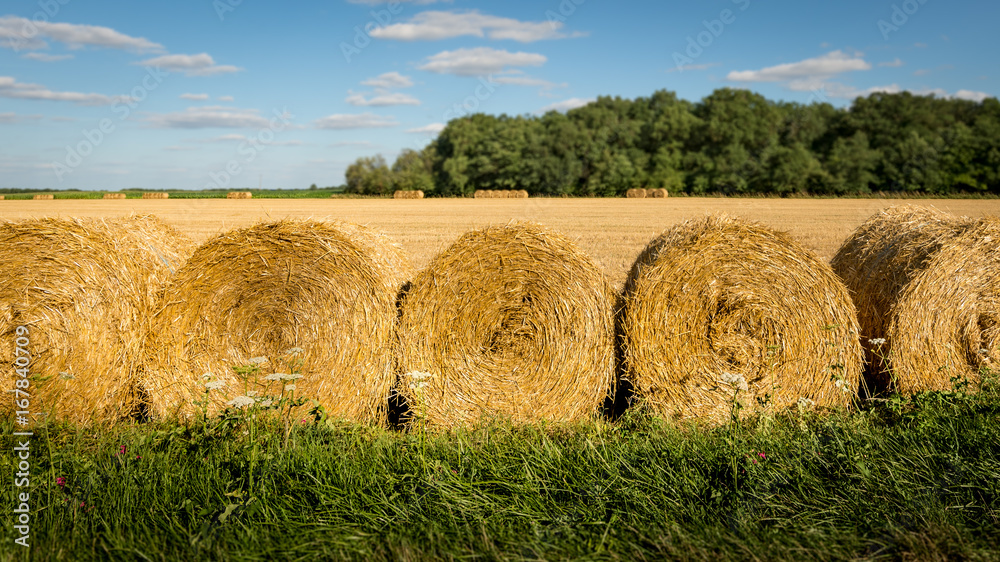 Rolled Hay 