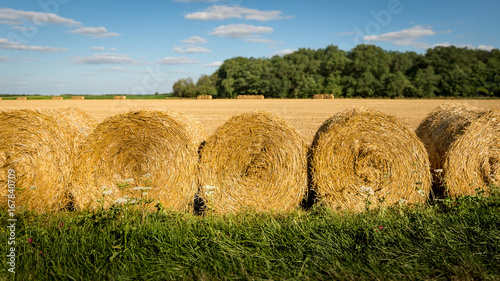Rolled Hay 