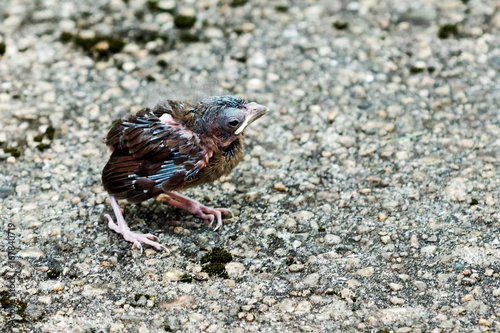 Baby cardinal bird standing on cement just after leaving the nest