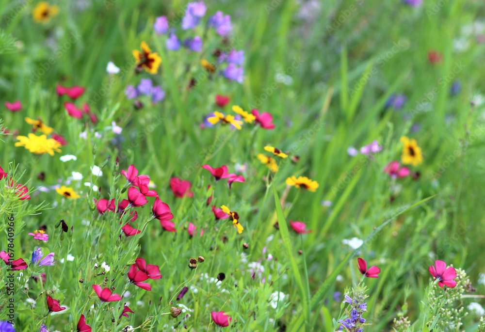 meadow with multi colored flowers
