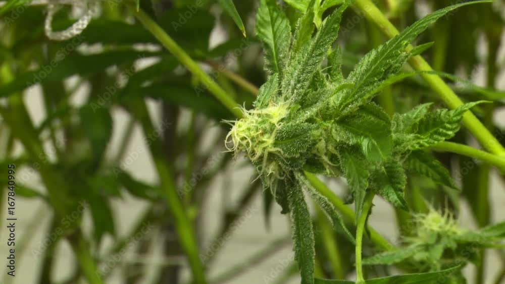 Close up, leaves of marijuana plant in facility Close up, leaves of marijuana plant in facility