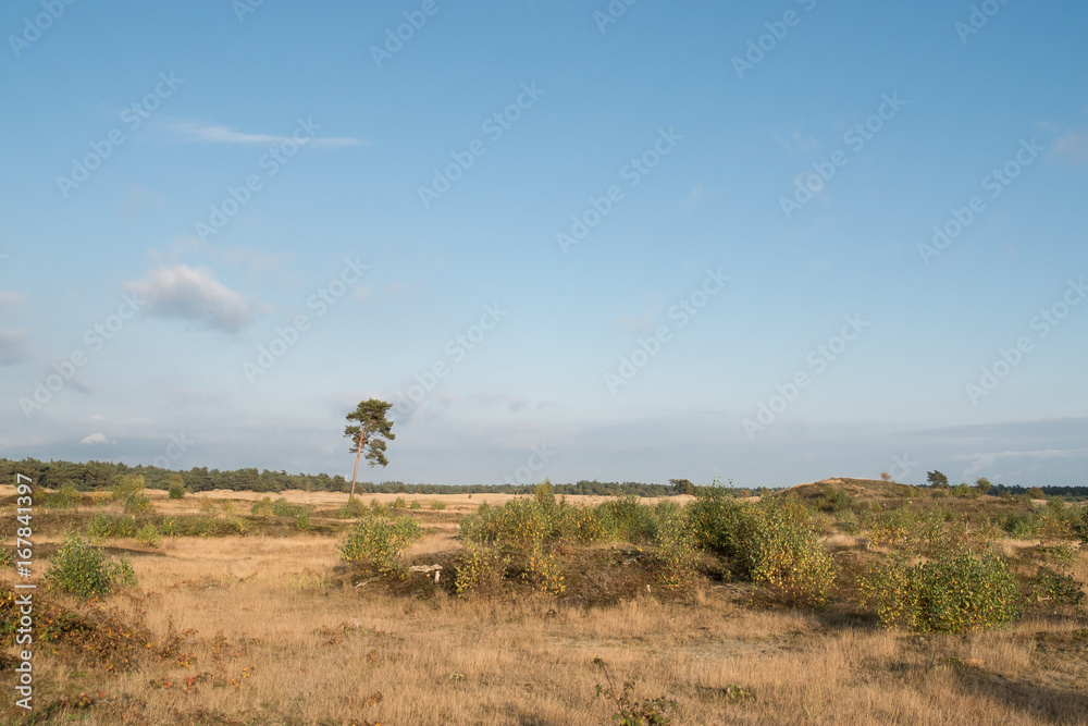 Obraz premium Barren landscape with single tree
